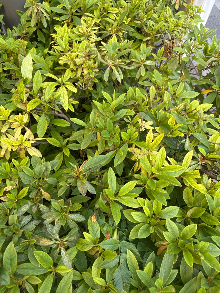 杜鹃花 毛鹃
